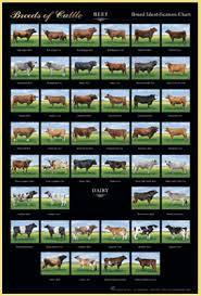 Breeds Of Cattle 2nd Edition Educational Bundle