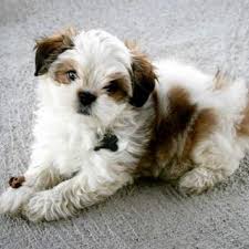They weigh somewhere between 6 and 12 pounds (3 and if you do have to leave your maltese shih tzu puppy alone for a few hours, it may be a relief to know that they can get along with cats and other dogs, too. Maltese Shih Tzu Dog Breed Everything About The Malshi