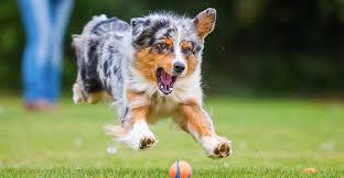The miniature american shepherd (aka the miniature australian shepherd or mini aussie) is a small herding dog with an interesting history. About Us Northwest Minnesota Aussie Rescue