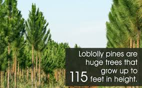 How Fast Do Pine Trees Grow