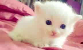 cute baby kitten cats s