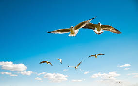 hd wallpaper flock of seagulls