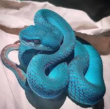 Doublet of weever and wyvern. The Beautiful Blue Pit Viper Interestingasfuck
