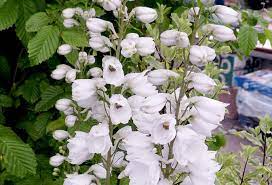 The royal horticultural society is the uk's leading gardening charity. White Garden The Best Plants To Create A White Border