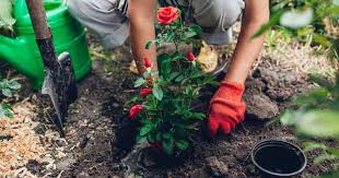How To Plant Roses Lawn Com Au