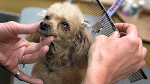 east syracuse dog groomers offer free