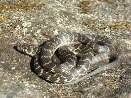 Broad Headed Snake Wikipedia