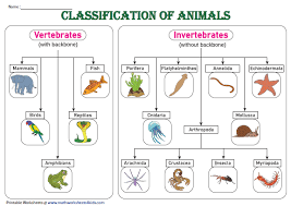 Classification Chart Vertebrates Invertebrates