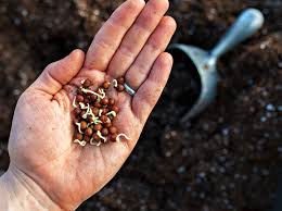 Seed Viability How To Test Your Seed