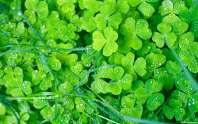 green flower background 46 images