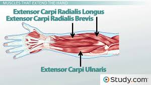 Here, the muscle is directly attached to the lateral surface of. Forearm Muscles Anatomy Support Movement Video Lesson Transcript Study Com