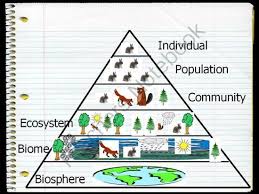 This Is An Ecological Pyramid It Has Six Parts That Make Up