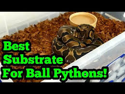 substrate for ball pythons you