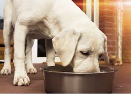 Food Measuring Math Learn How Much To Feed A Dog