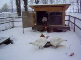 Moreover, backyard turkeys raising need company of human beings also happen to be well suited and adapted to all environments. Raising Backyard Turkeys Youtube