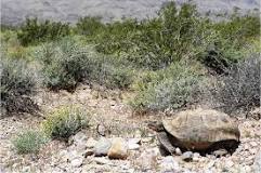 Mojave Desert Tortoise Habitat & Management Information - LandPKS