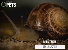 ultimate otala lactea milk snail care