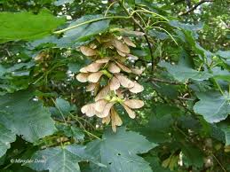 sycamore maple invasive plants of