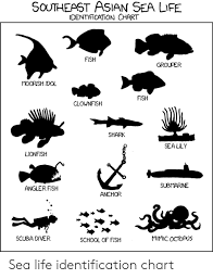 Southeast Asian Sea Life Identification Chart Fish Grouper
