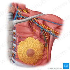 axillary lymph nodes definition