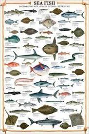 Sea Fish Wall Chart 59 Saltwater Species Poster