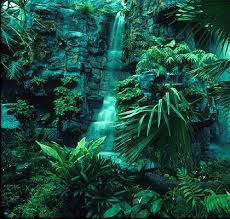 The next zone is the understory which is very dark and cool. Tropical Rainforests Green Plants On The Earth World Visits Rainforest Biome Tropical Rainforest Rainforest Plants