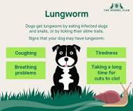 Do all slugs have lungworm?