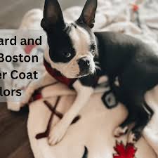 boston terrier colors all about the