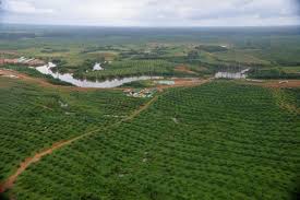 Oil Palm Plantations And Water Grabbing