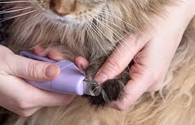 t your elderly cat s nails