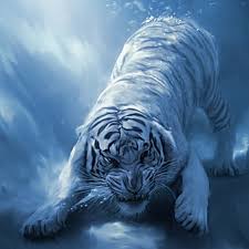 tiger drinking water tiger s