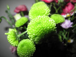 Image result for green flowers