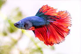 find out how long betta fish live