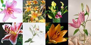 Why Are Lilies Extremely Toxic To Cats
