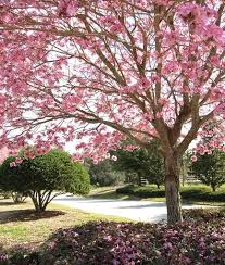 The eastern redbud is a small flowering tree that blossoms from spring until summer, producing flowers with dark magenta and pink color schemes. Flowering Trees Top 13 Picks For Residential Gardens Garden Design