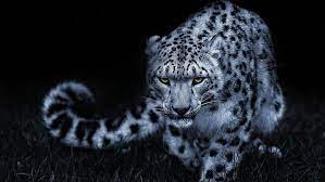 snow leopard 1080p 2k 4k 5k hd