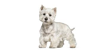Westie adoptions and westie puppies for sale in pa ny nj md de ri ct va wv nc sc washington dc. West Highland White Terrier Dog Breed Information Purina
