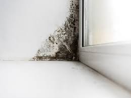 Mold isn't always visible, which makes it tricky to determine its presence. Mold Inspection 101 How Much It Costs And When To Get One Molekule Blog