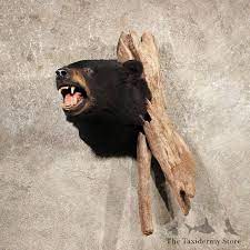 Black Bear Shoulder Taxidermy Head Mount