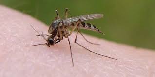 mosquito bites may worsen viral