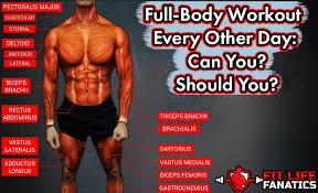full body workout every other day can