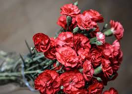 Thanks for the flowers in spanish. National Native And Popular Flowers Of Spain Flower Growers