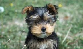 See more of yorkie puppies on facebook. Yorkie Growth Chart And Yorkshire Terrier Development Stages Yorkie Life
