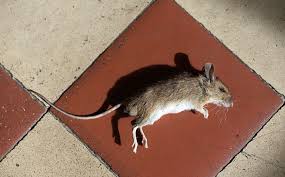 How To Get Rid Of Dead Mouse Smell In