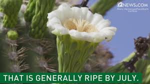 The branches of the saguaro cactus measure between 18 to 24 inches. Fun Facts About Saguaro Cactus Flower Blooms 12news Com