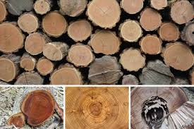 11 diffe types of acacia wood