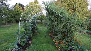 Create A Tomato Arch Trellis And You