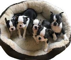 It's free to post an ad. Boston Terrier Puppies For Sale In West Virginia