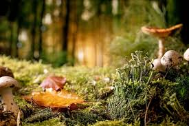 Premium Photo | Fairy tale ambiance magical autumn forest background. autumn leaves, moss, different wild mushrooms. creative layout.