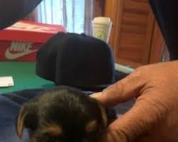 Pitbull puppies for sale craigslist ny. Craigslist Dogs For Sale Or Adoption Classifieds In Albany New York Claz Org